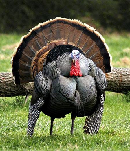 Biggest Thanksgiving Turkey
 DREAM ACT TEXAS The Poor Turkey and the Poor Fat