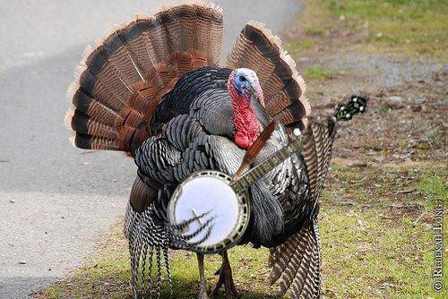 Biggest Thanksgiving Turkey
 Led Zeppelin Archives Shady Groove
