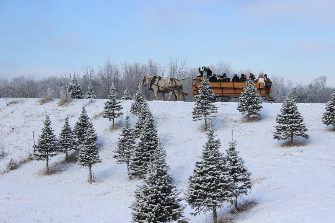 Candy Cane Christmas Tree Farm
 Most excellent Christmas Tree Farms Across America