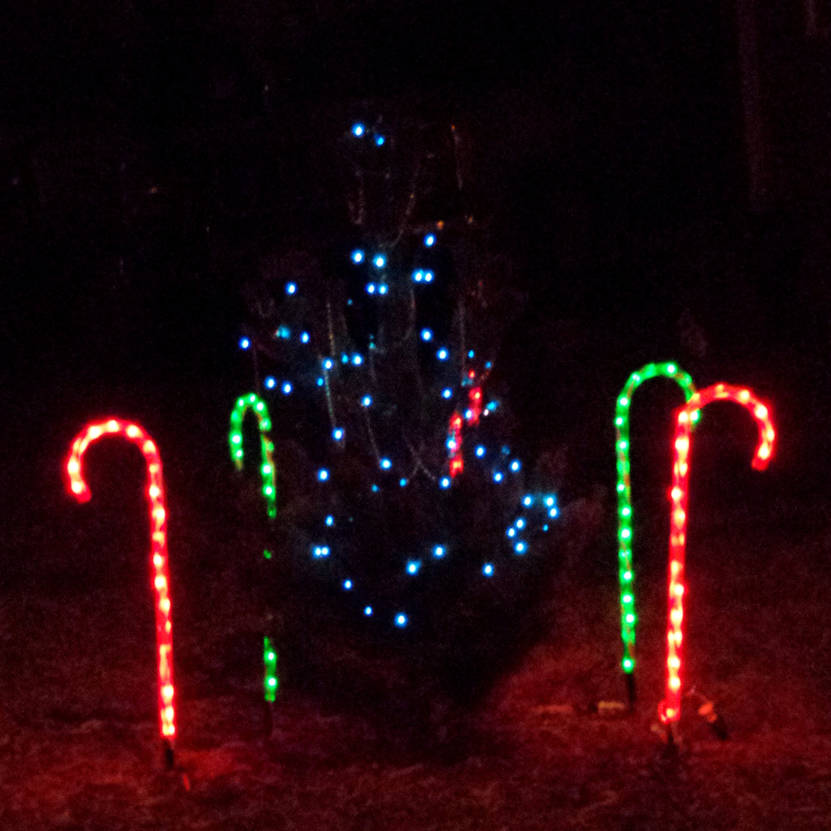 Candy Christmas Lights
 Christmas Tree and Candy Cane Lights Picture