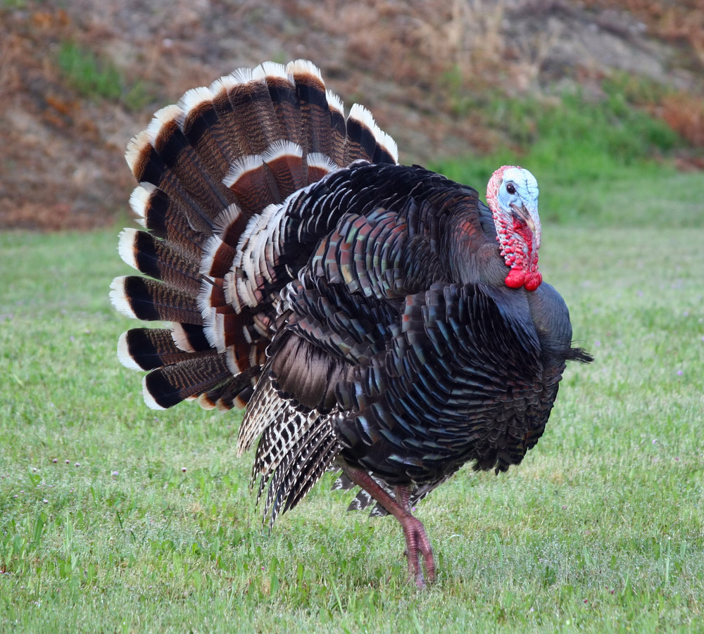 Did The Pilgrims Eat Turkey On Thanksgiving
 Why do we eat turkey at Thanksgiving