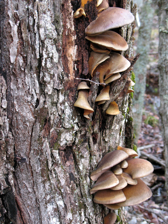 Fall Oyster Mushrooms
 Winter Foraging in the Pacific Northwest
