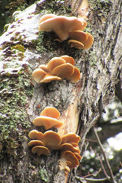 Fall Oyster Mushrooms
 December 2015