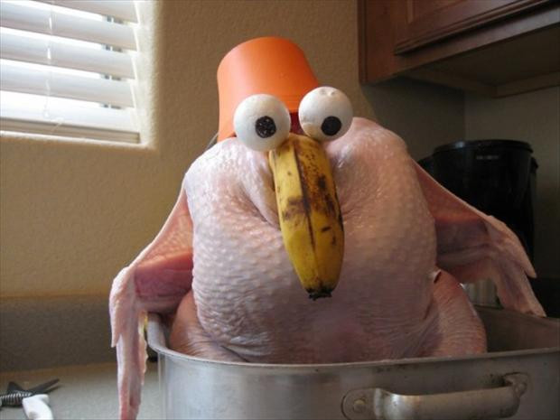 Funny Thanksgiving Turkey Pictures
 funny thanksgiving pictures 22 Dump A Day