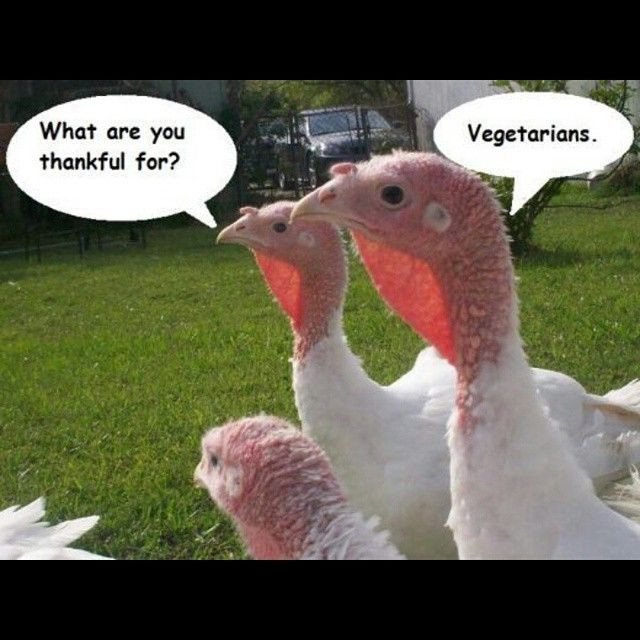 Funny Thanksgiving Turkey Pictures
 Thankful For Ve arians s and for