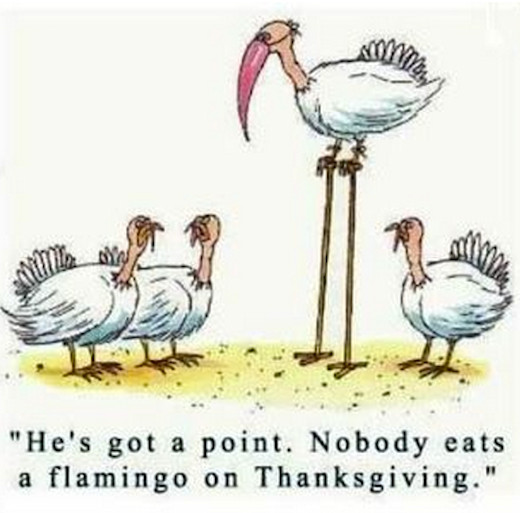 Funny Thanksgiving Turkey Pictures
 Flamingo Thanksgiving s and for