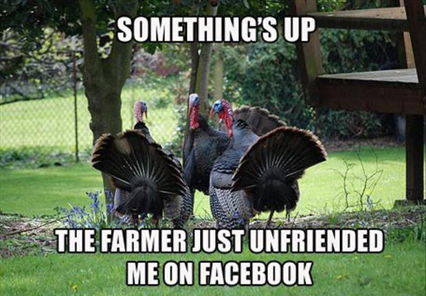 Funny Turkey Pics For Thanksgiving
 30 Funny animal captions part 9 30 pics