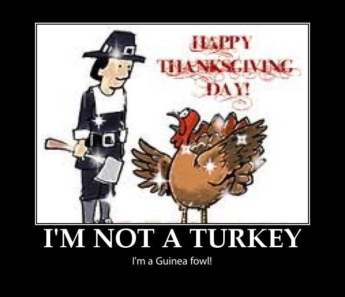 Funny Turkey Pics For Thanksgiving
 Funny thanksgiving pictures happy thanksgiving pictures