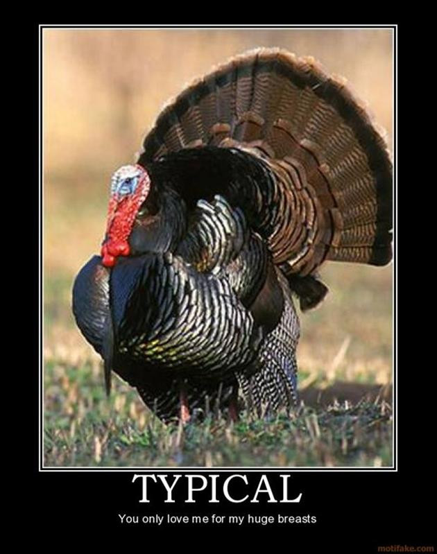 Funny Turkey Pics For Thanksgiving
 Funny Thanksgiving pilation 41 Pics