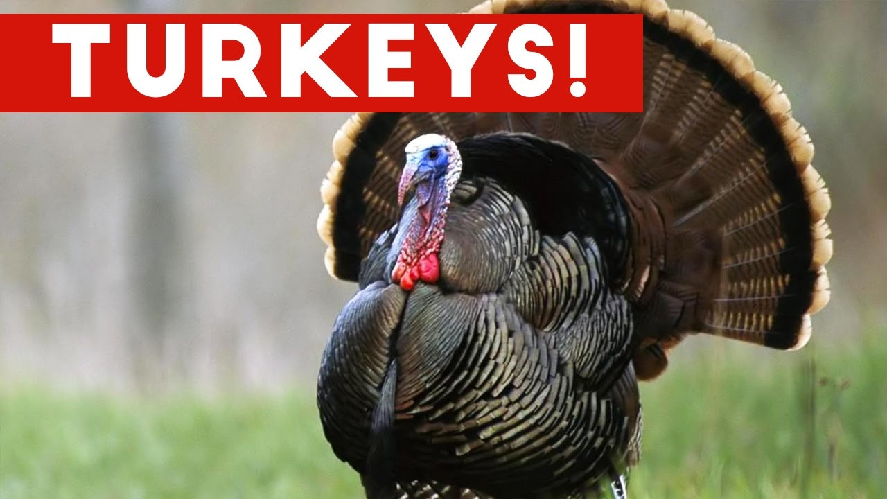 Funny Turkey Pics For Thanksgiving
 Funniest Gobbling Turkey Video pilation November 2016