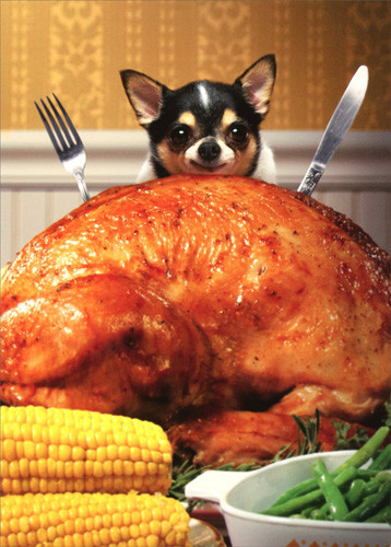 Funny Turkey Pics For Thanksgiving
 Little Dog Behind Big Turkey Funny Chihuahua Thanksgiving