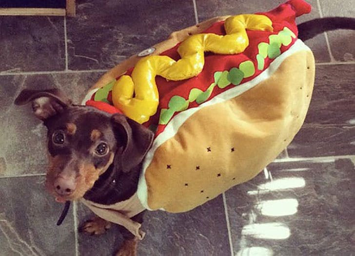 Hot Dog Halloween Costumes For Dogs
 The 38 Best Halloween Costumes for Dogs in 2017 PureWow