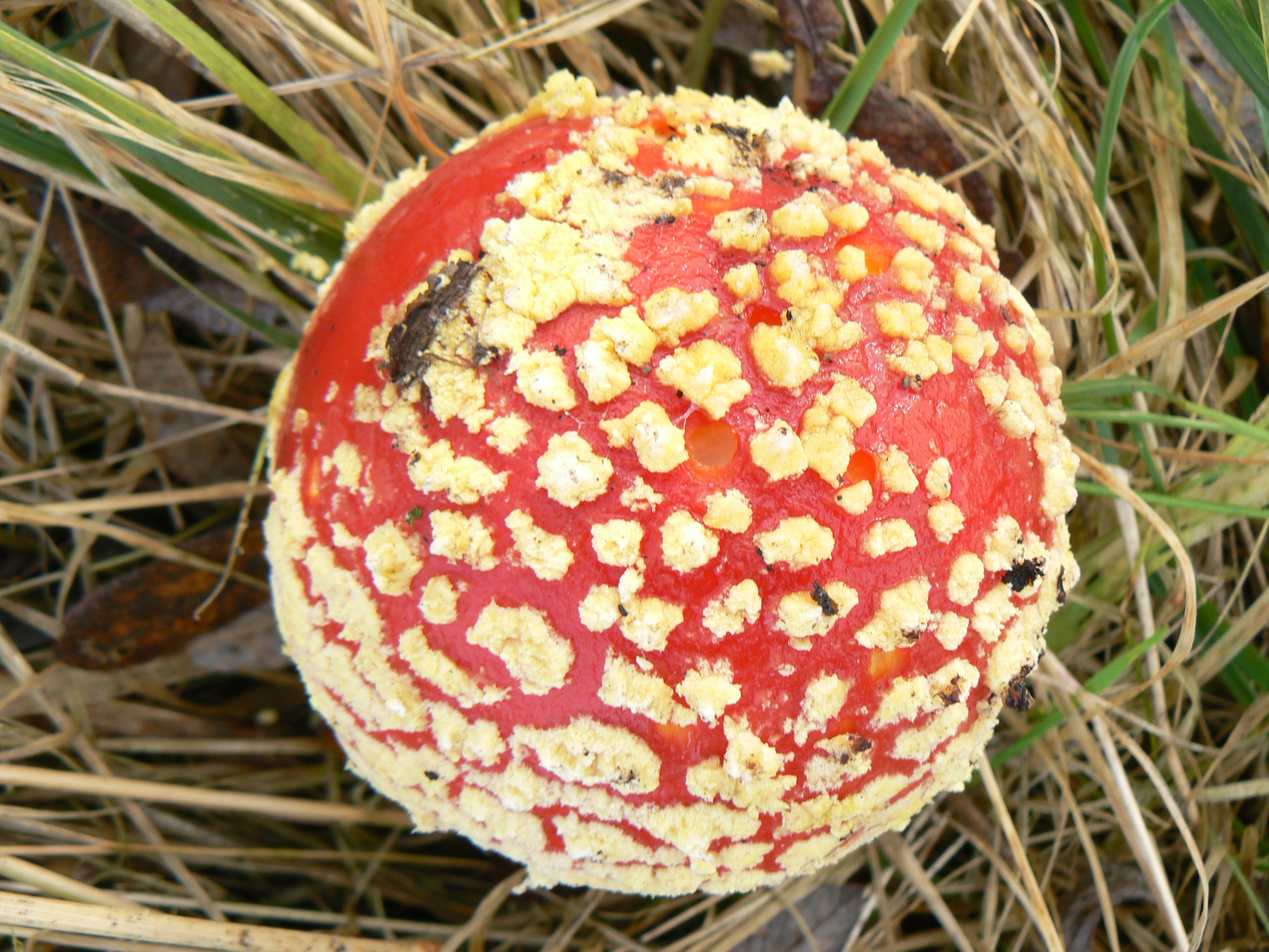 Mushrooms And Christmas
 Christmas and the magic mushrooms