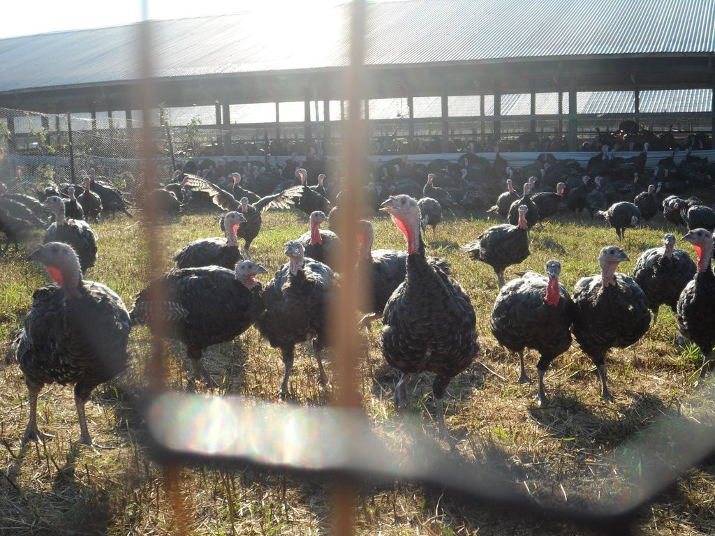 Pre Order Thanksgiving Turkey
 Thanksgiving Turkey pre order – Cecil Creek Farm