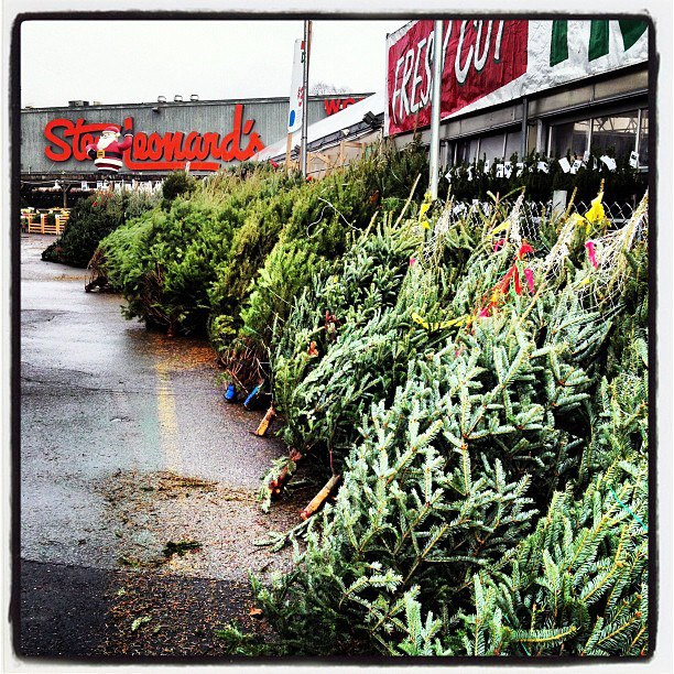 Stew Leonard'S Christmas Trees
 Christmas Trees at Stew Leonard s