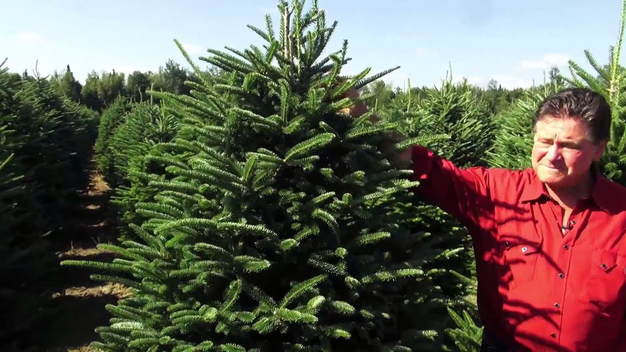 Stew Leonard'S Christmas Trees
 Stew Leonard s at the Christmas Tree Farm