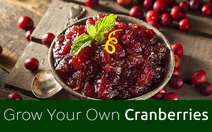 Stop And Shop Christmas Dinners
 Grow Your Own Christmas Dinner Cranberries David Domoney
