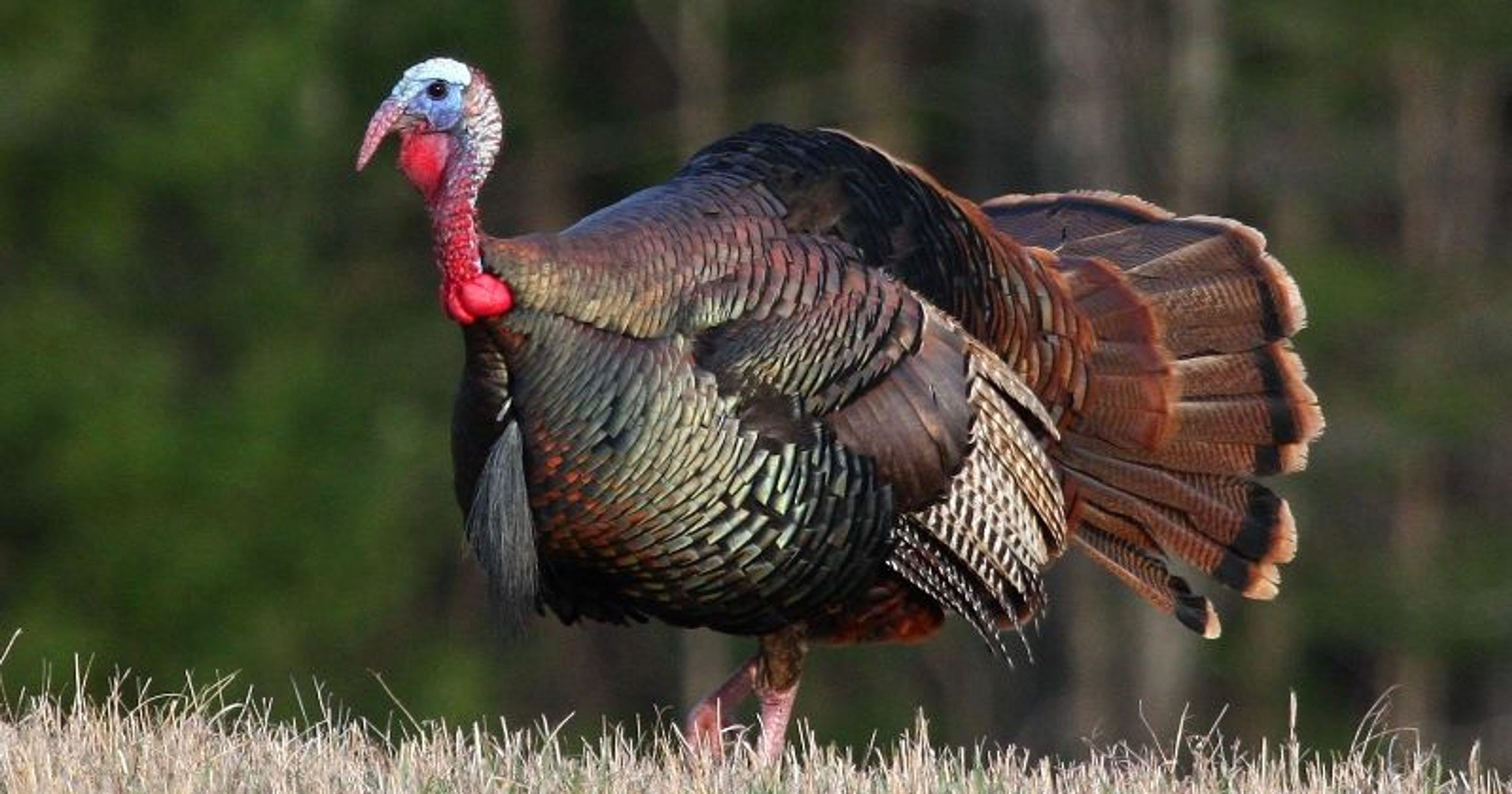Thanksgiving Pictures Turkey
 Wisconsin spring turkey harvest drops 