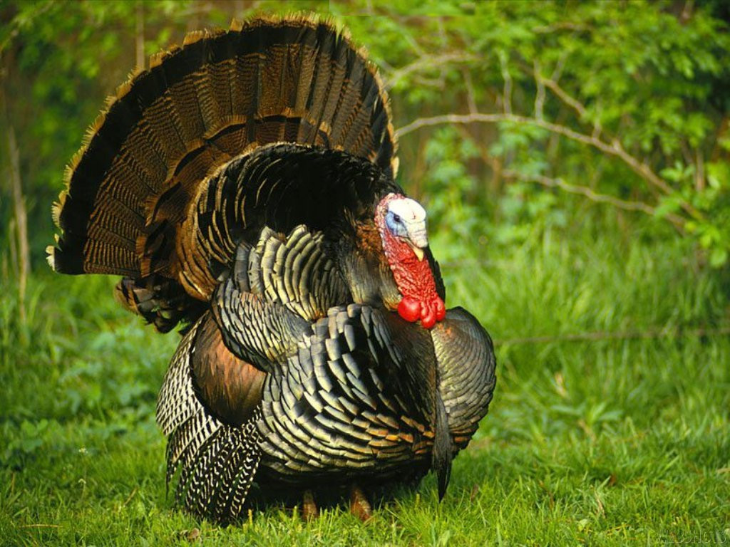 Thanksgiving Pictures Turkey
 THE ANIMAL for JUST 06 01 2011 07 01 2011