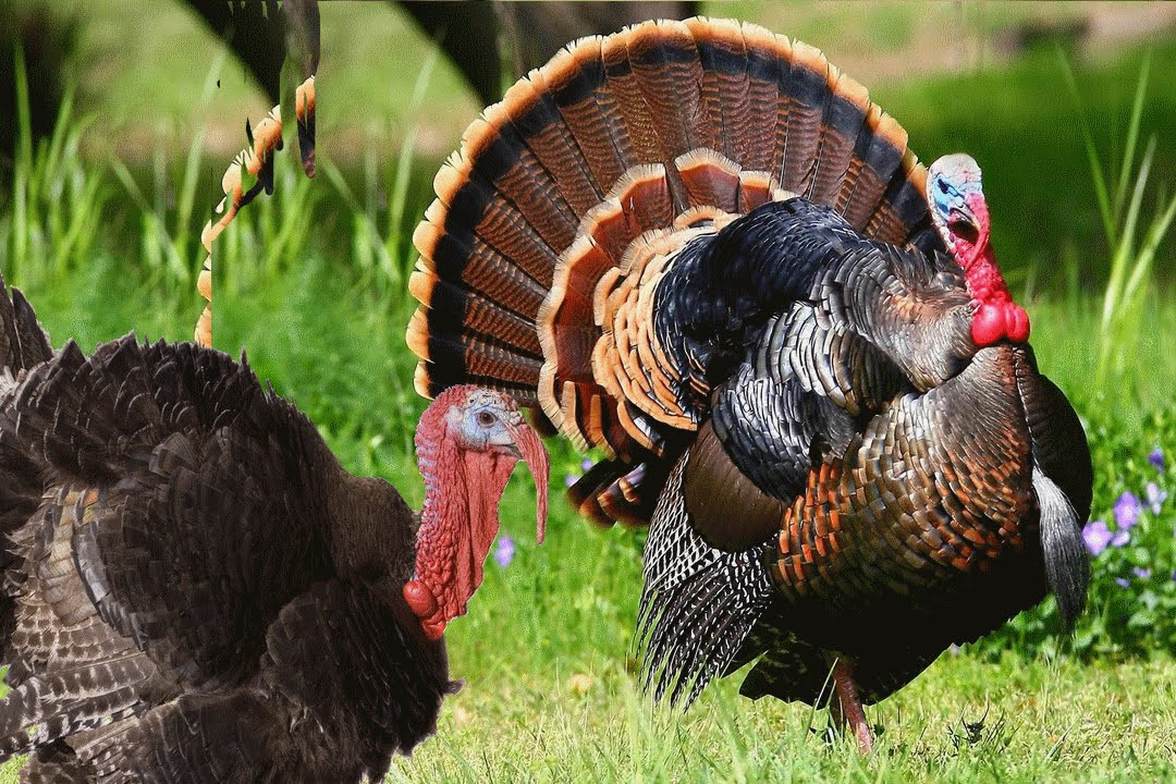 Thanksgiving Pictures Turkey
 Turkey Bird sound effects