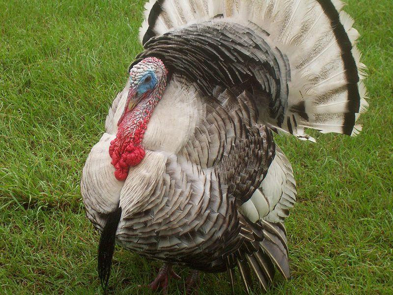 Thanksgiving Pictures Turkey
 America s Thanksgiving Tradition 10 Facts to Chew on at