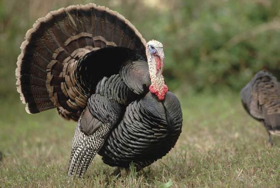 Thanksgiving Pictures Turkey
 turkey bird