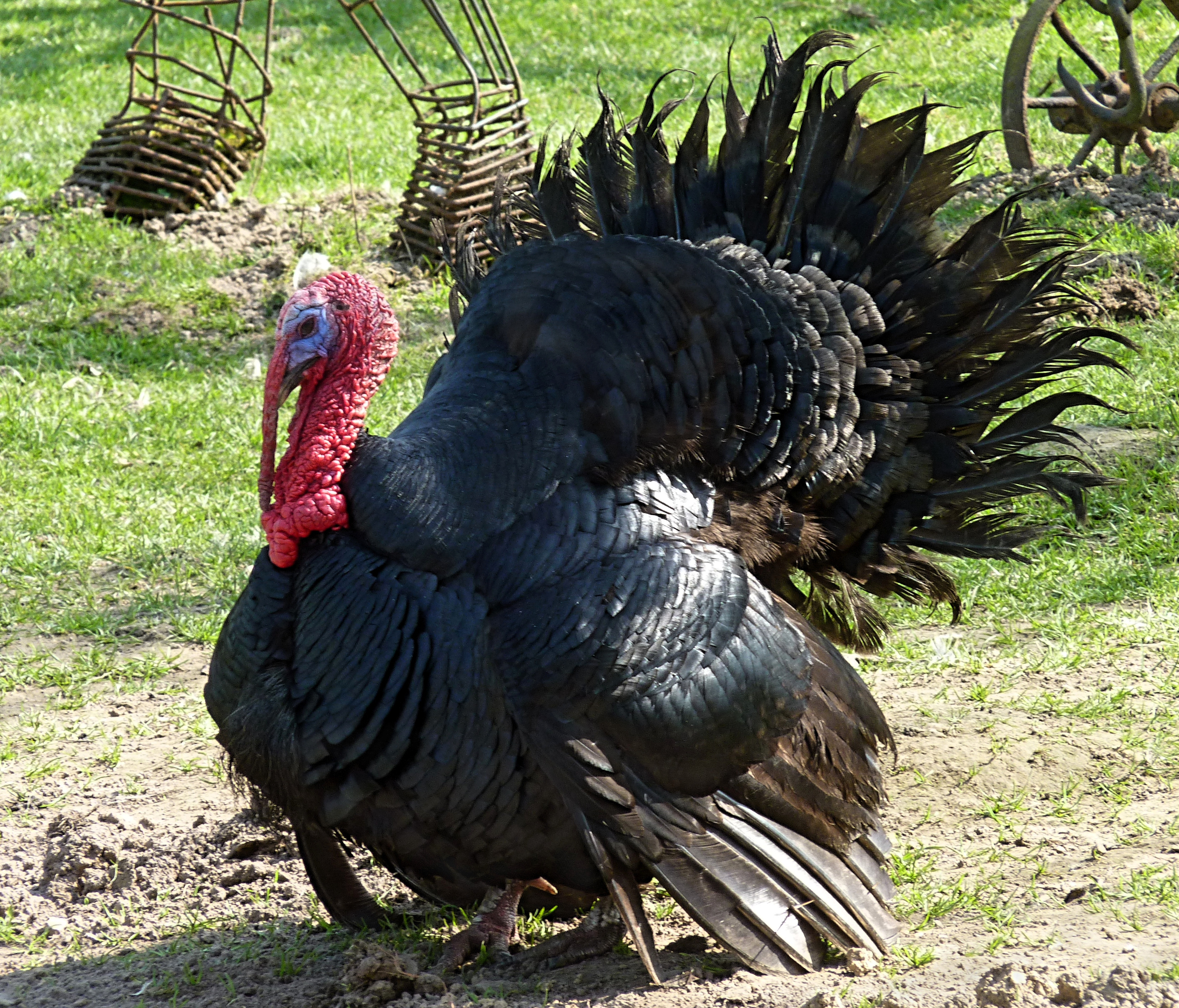 Thanksgiving Pictures Turkey
 DNA Sequencing Could Make Turkeys Happier And Tastier