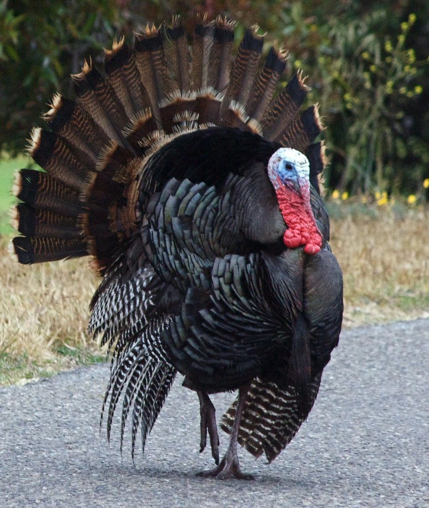 Thanksgiving Pictures Turkey
 Wild Turkey
