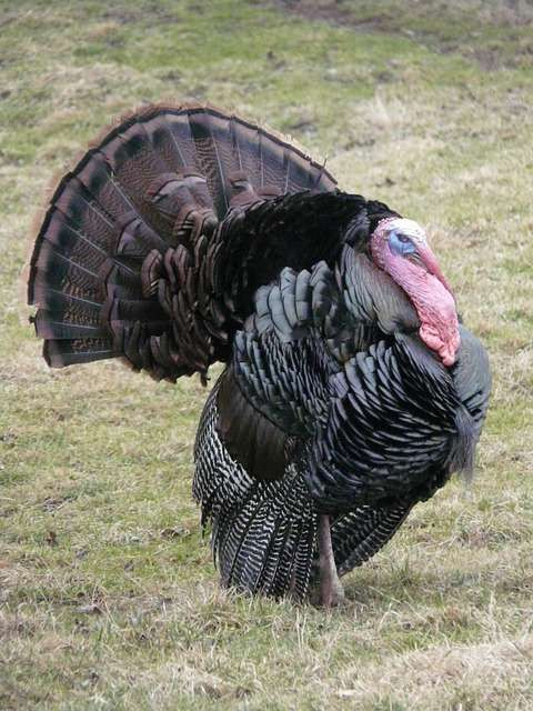 Thanksgiving Pictures Turkey
 Fun and interesting facts about turkeys