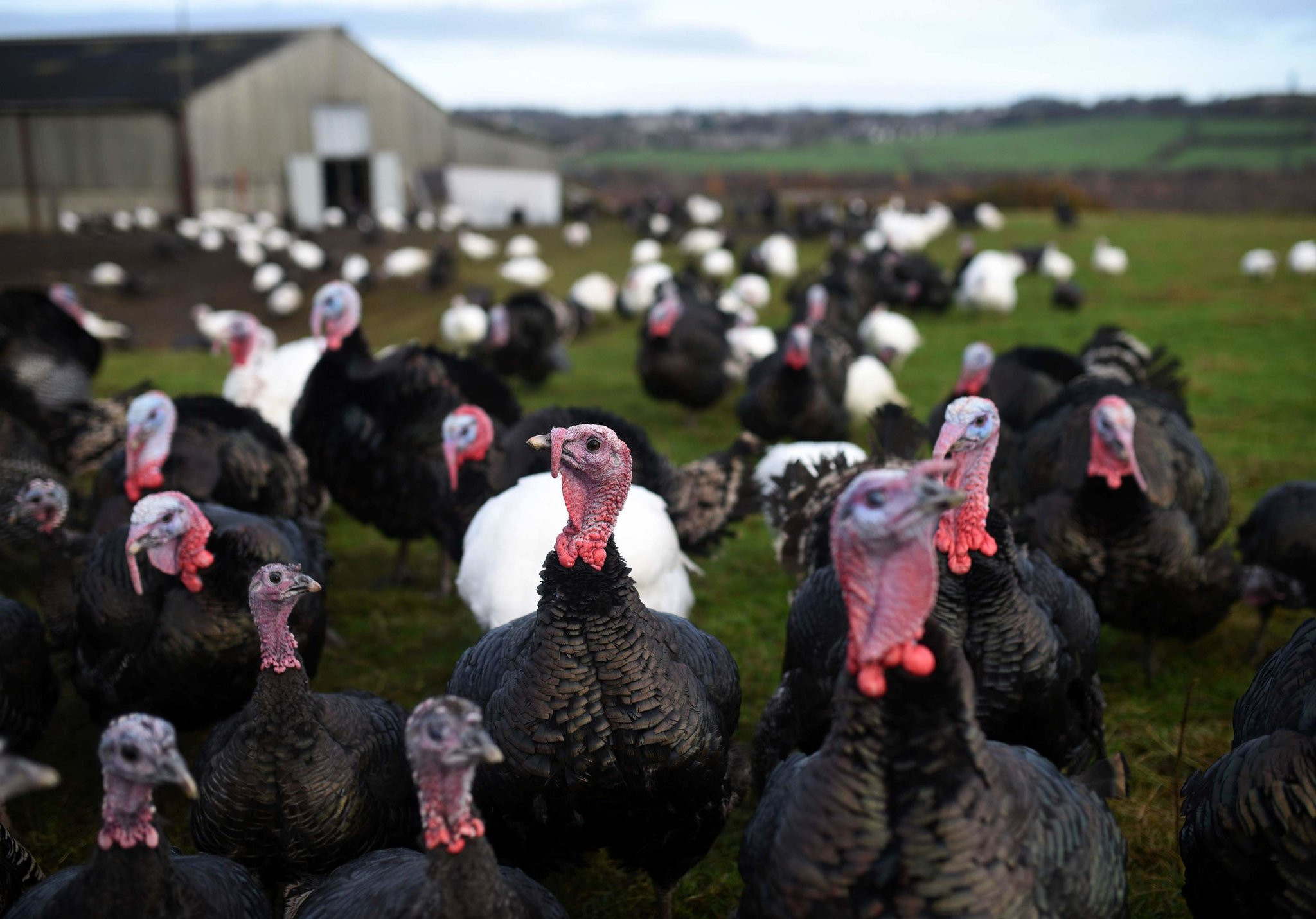 Thanksgiving Pictures Turkey
 Thanksgiving Turkeys May Have Been Tamed 1 500 Years Ago