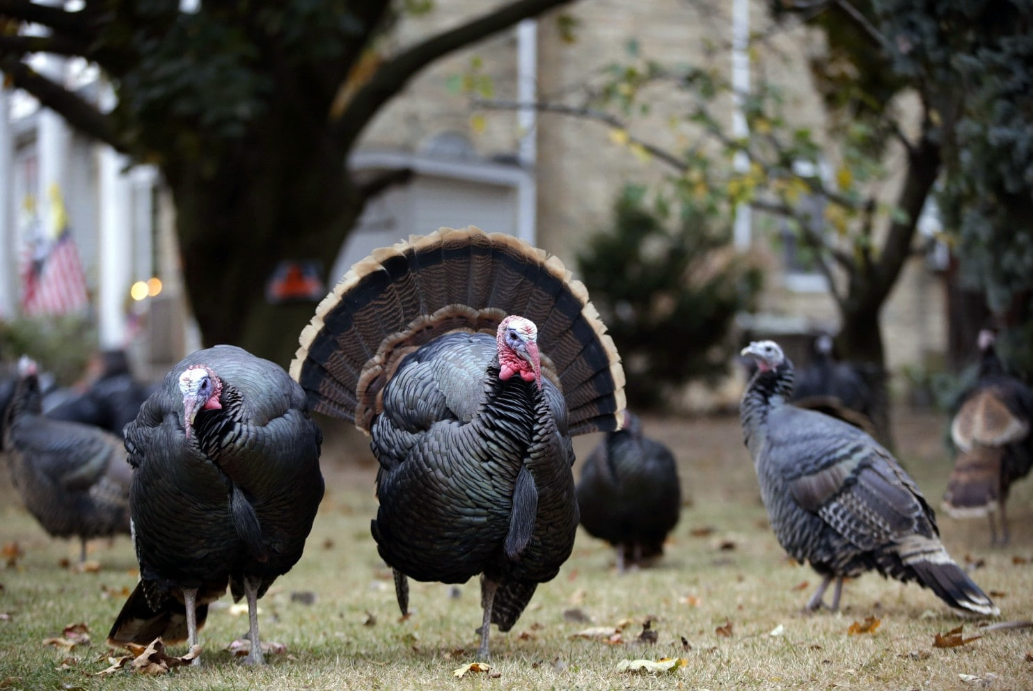 Thanksgiving Pictures Turkey
 Are turkeys really the dumbest animals The Washington Post