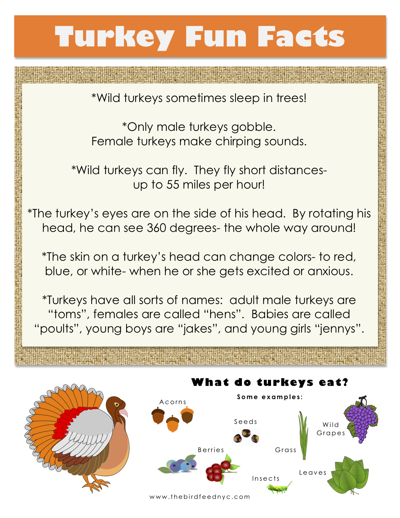 Thanksgiving Turkey Facts
 Activities For Kids