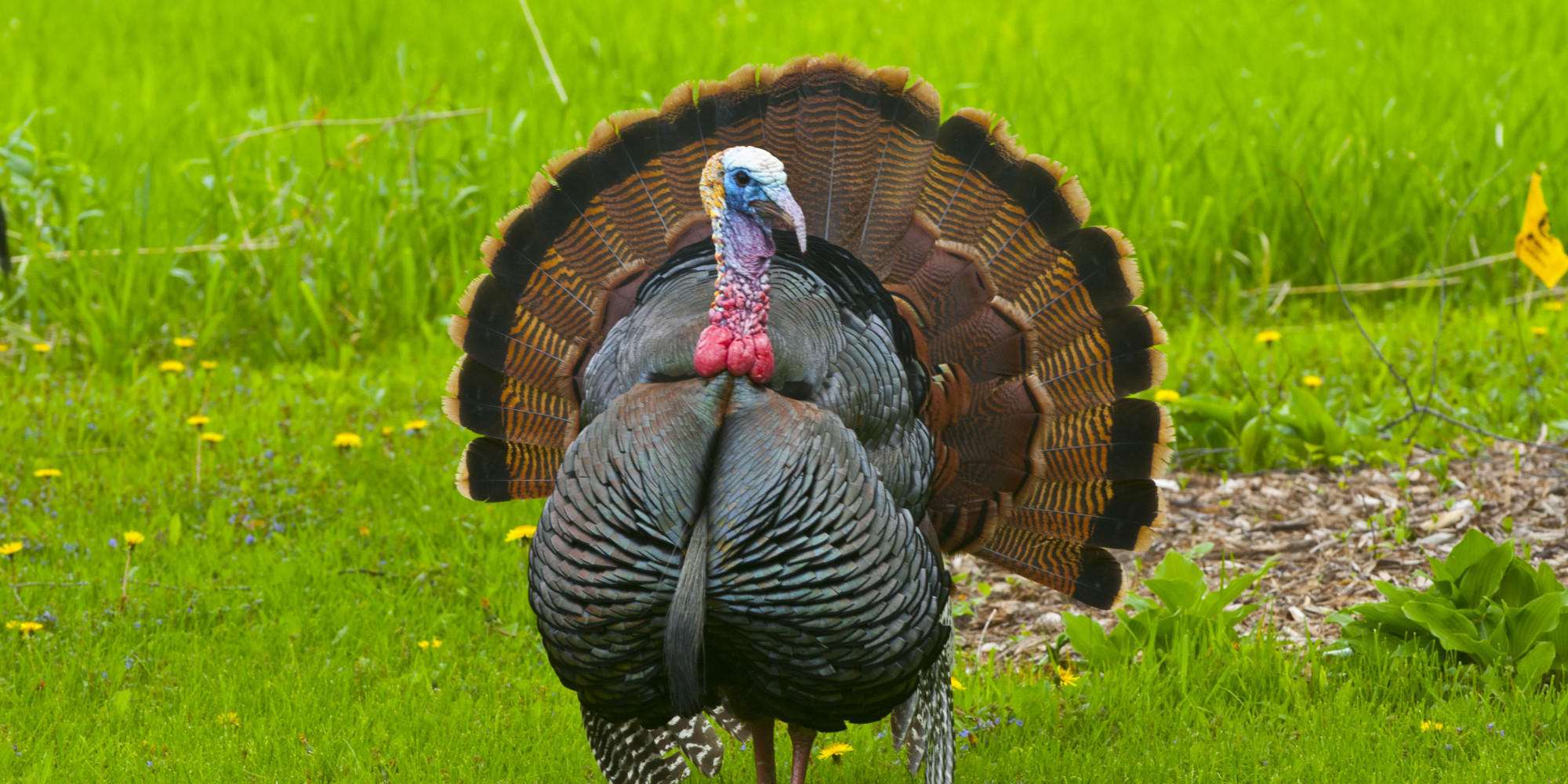 Thanksgiving Turkey Photos
 A Feast Ways To Support Humane Treatment Turkeys