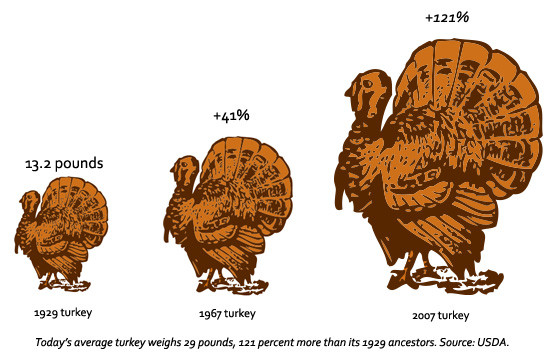 Thanksgiving Turkey Size
 Give Thanks Science Supersized Your Turkey Dinner