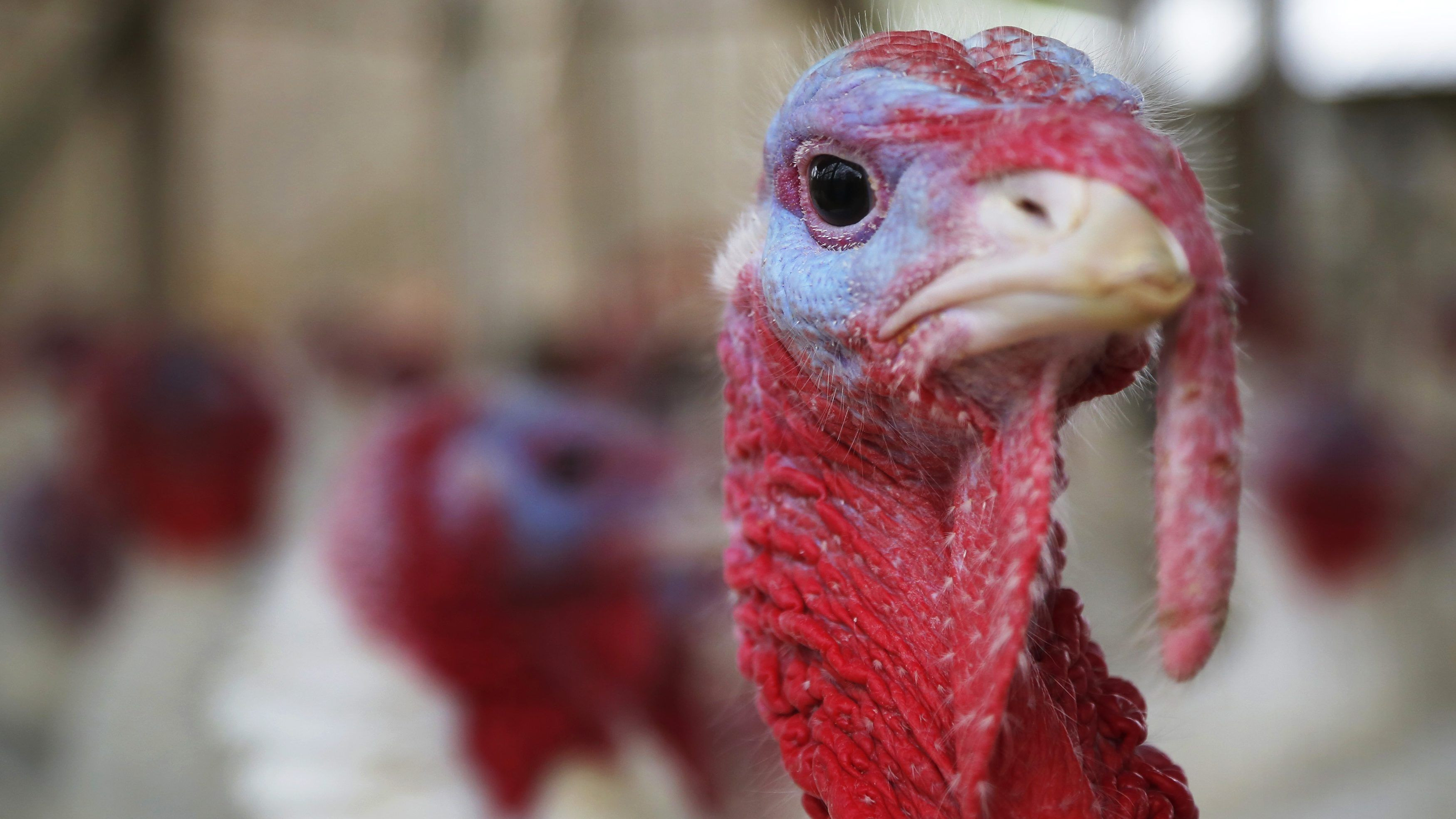 Thanksgiving Video Full Of Turkey
 Amazon s Whole Foods turkey promotion is ruining the