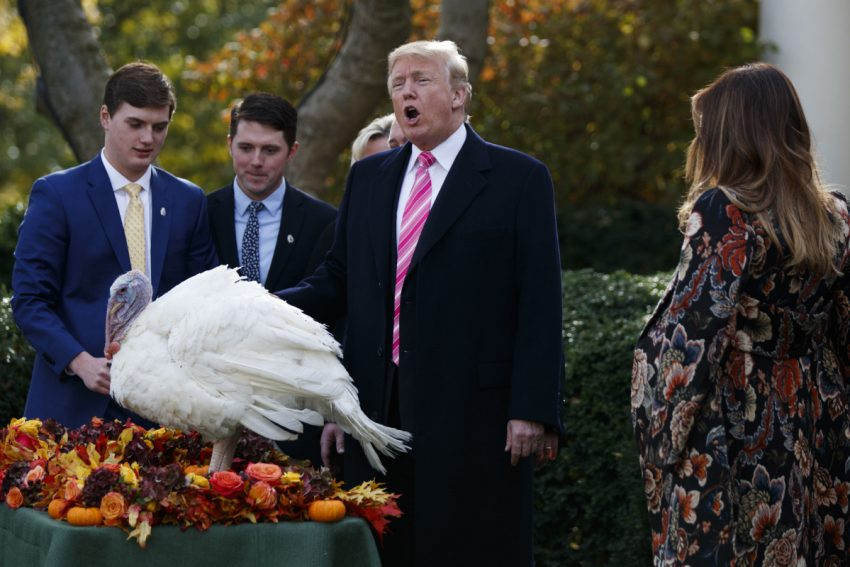 Trump Thanksgiving Turkey
 Donald Trump just pardoned a turkey named Drumstick Here