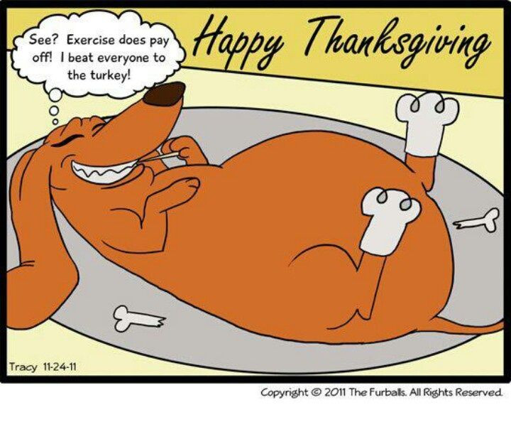 Turkey Humor Thanksgiving
 377 best images about Dog Humor on Pinterest