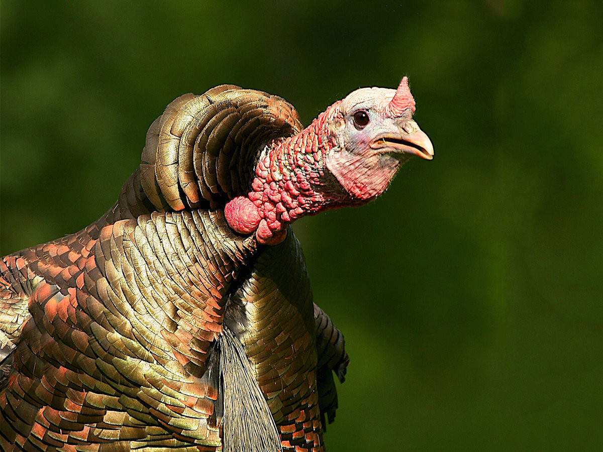 Turkey Pics Thanksgiving
 12 Oddly Amusing Turkey Gifs for a Sillier Thanksgiving