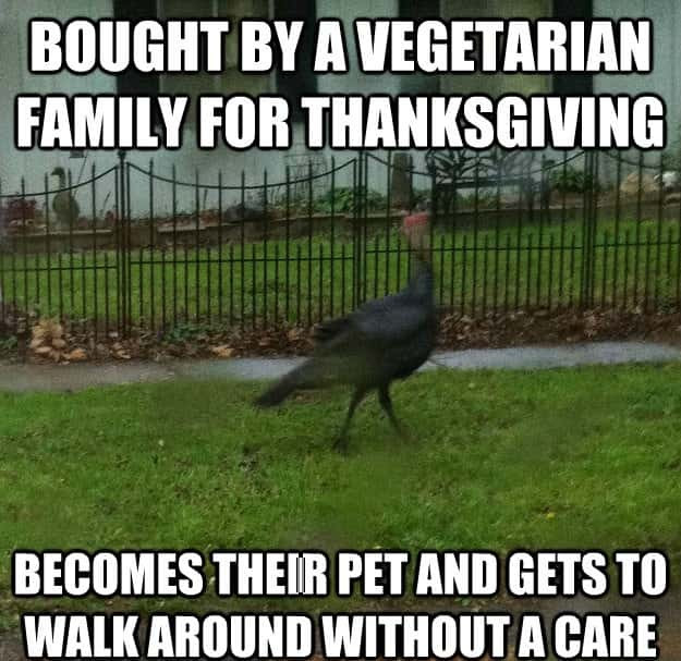 Turkey Thanksgiving Meme
 Funny Thanksgiving Memes Thanksgiving Meme 2018 Turkey Memes