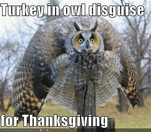 Turkey Thanksgiving Meme
 Turkeys