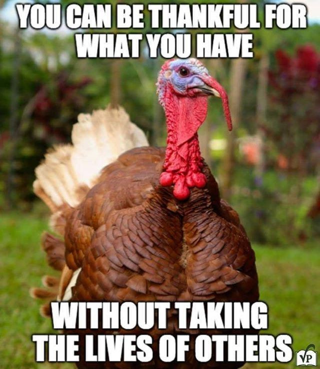Vegan Thanksgiving Memes
 412 best Kindness Toward Animals images on Pinterest