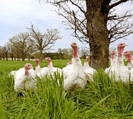 When To Buy A Fresh Turkey For Thanksgiving
 Where to fresh turkey near you Turkey Locations