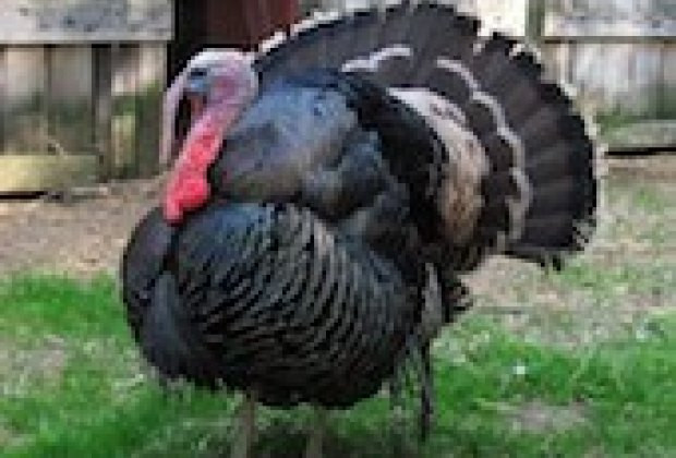 When To Buy A Fresh Turkey For Thanksgiving
 Where to Buy Local Farm Fresh Turkeys for Thanksgiving in