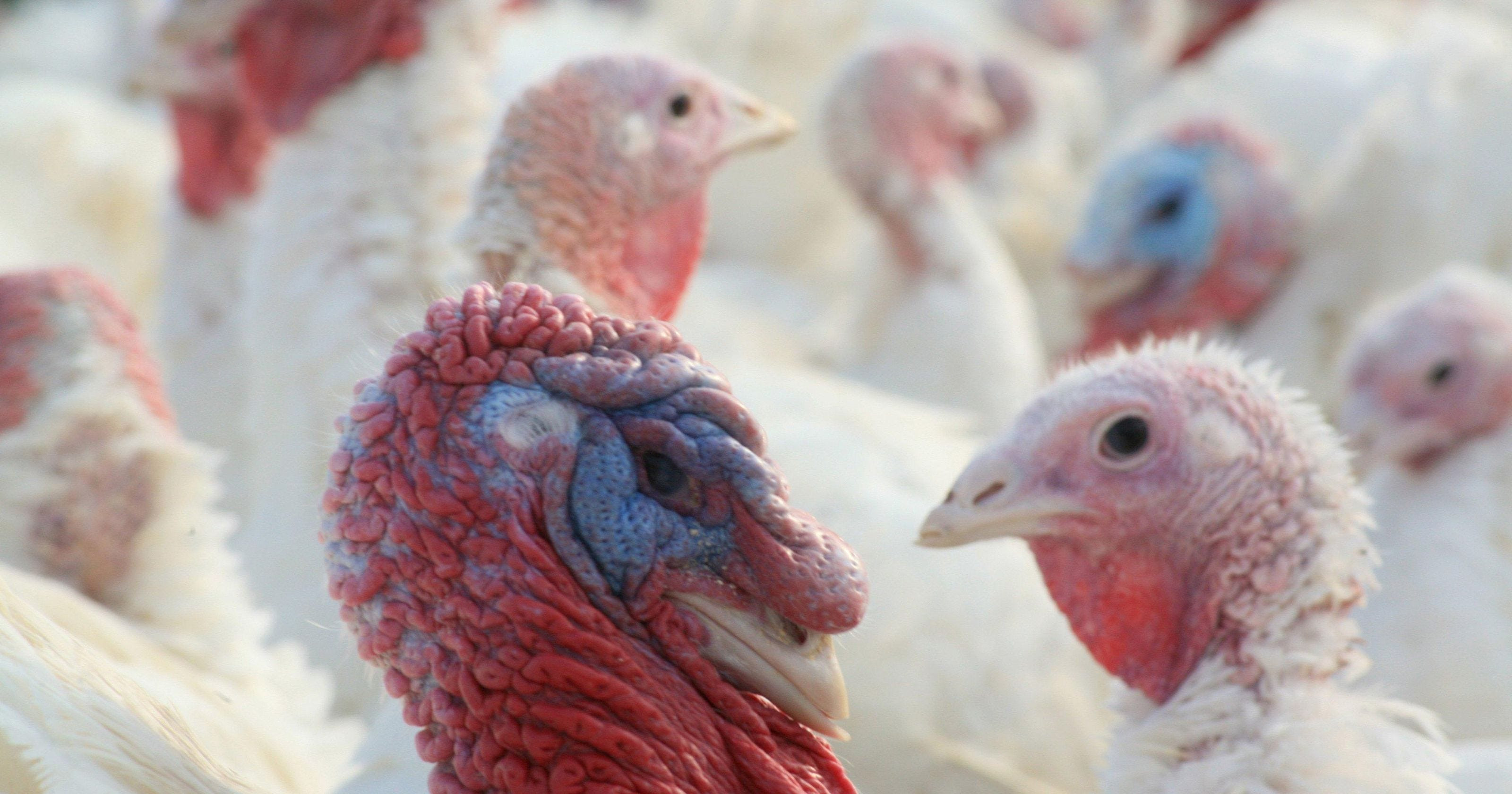 When To Buy A Fresh Turkey For Thanksgiving
 Where to fresh turkey in metro Detroit