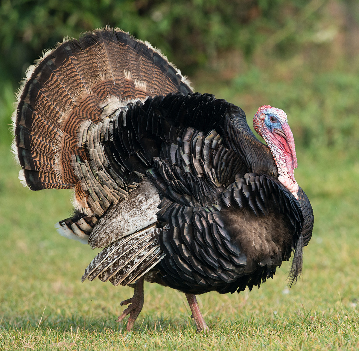 Why Turkey On Thanksgiving
 Why Are Wild Turkeys So Aggressive – Boston Magazine
