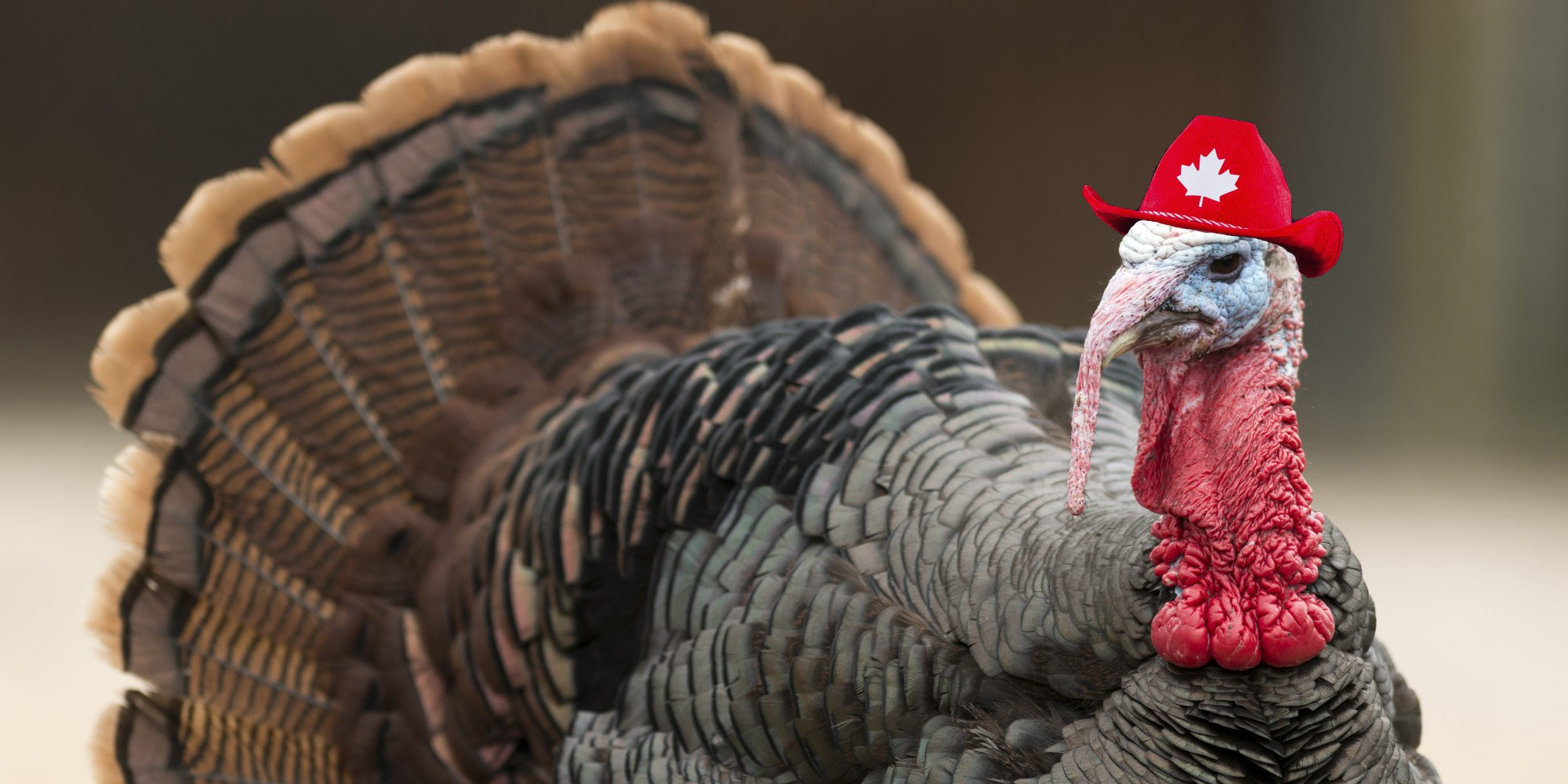 Why Turkey On Thanksgiving
 Why Thanksgiving Falls A Thursday And Other Fun Trivia